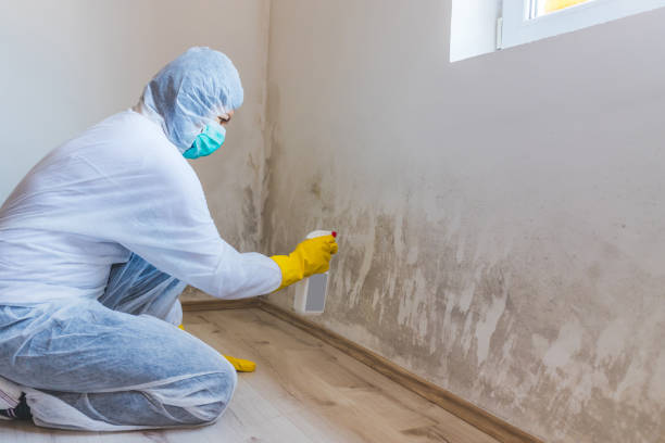 Licensed Black Mold Remediation service in Fords, NJ - Car Mold Remediation