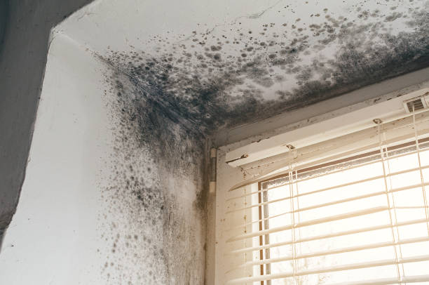 Affordable Black Mold Remediation solutions in Fords, NJ